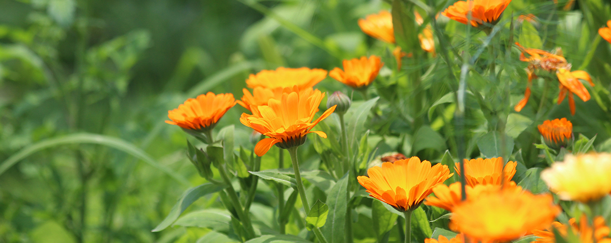 Eau micellaire Calendula BIO